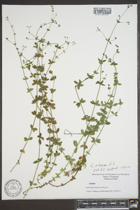 Galium pilosum image