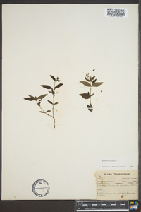 Houstonia purpurea image