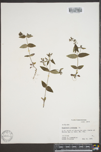 Houstonia purpurea image