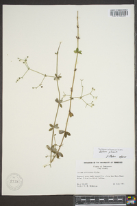 Galium pilosum image