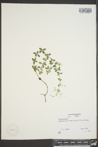 Galium pilosum image