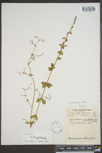 Galium pilosum image