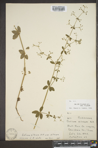 Galium pilosum image