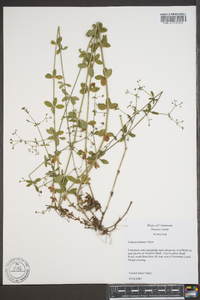 Galium pilosum image