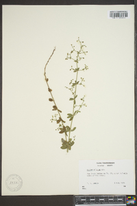 Galium pilosum image