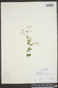 Galium pilosum image