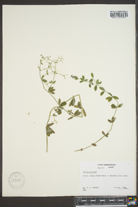 Galium pilosum image