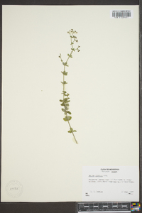 Galium pilosum image