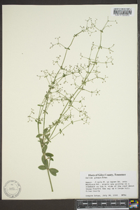 Galium pilosum image