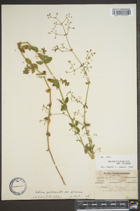 Galium pilosum image