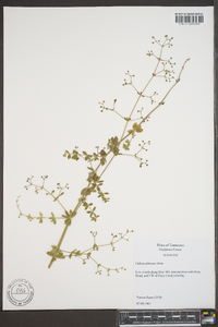 Galium pilosum image