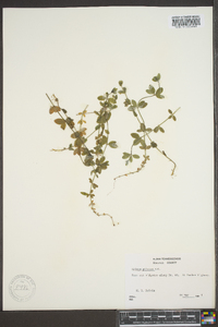 Galium pilosum image