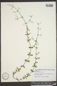 Galium pilosum image