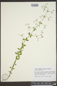 Galium pilosum image