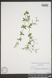 Galium pilosum image