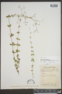 Galium pilosum image