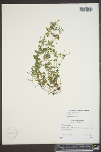 Galium pilosum image