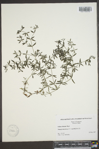 Galium obtusum image