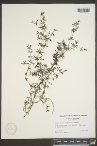 Galium obtusum image