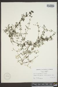 Galium obtusum image