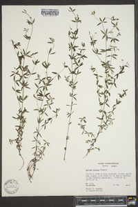 Galium obtusum image