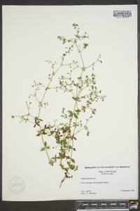 Galium pilosum image