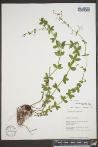 Galium pilosum image