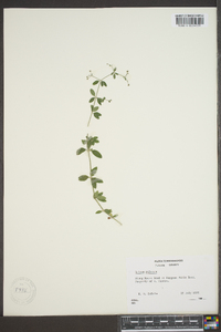 Galium pilosum image