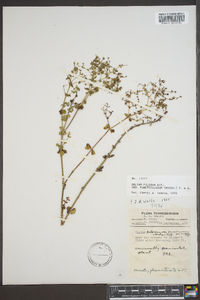 Galium pilosum image