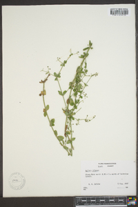 Galium pilosum image