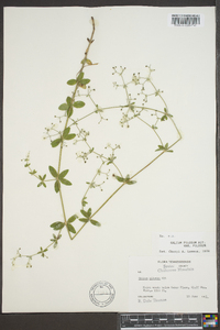 Galium pilosum image