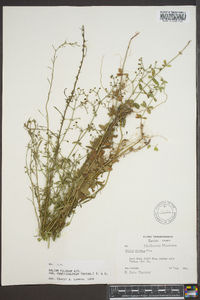 Galium pilosum image