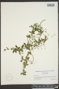 Galium pilosum image