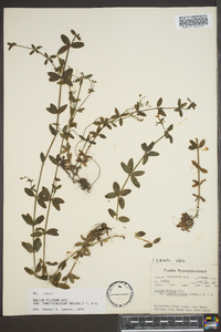 Galium pilosum image