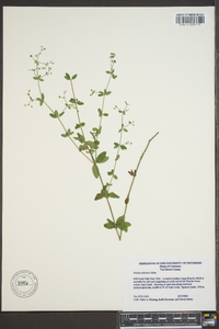 Galium pilosum image