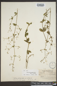 Galium pilosum image