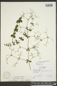 Galium pilosum image