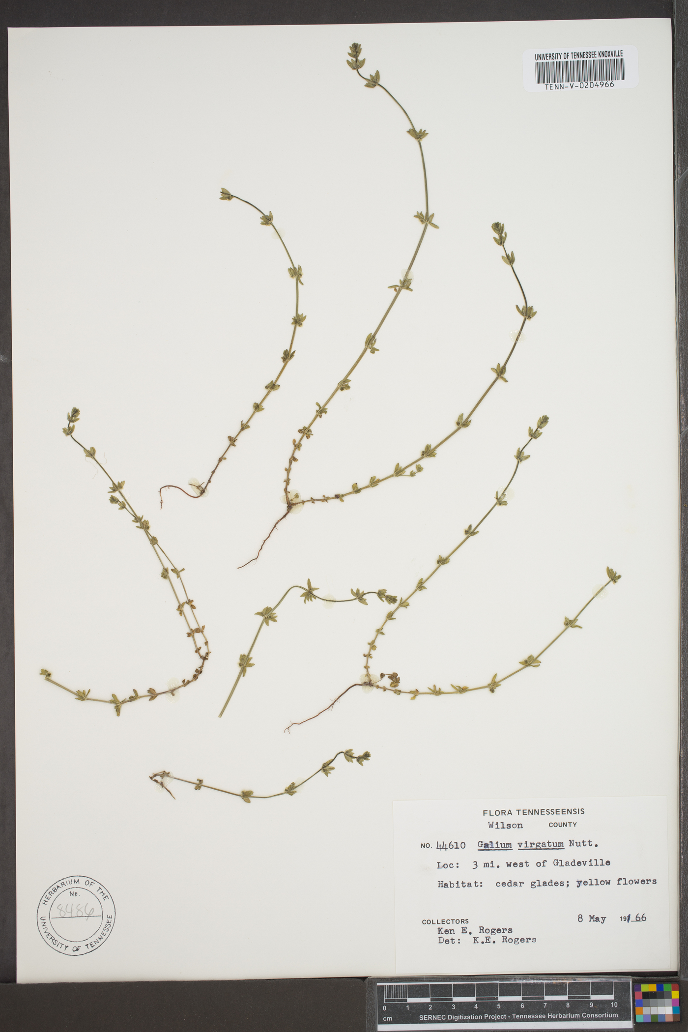 Galium virgatum image