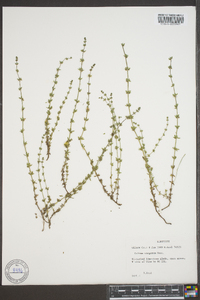 Galium virgatum image