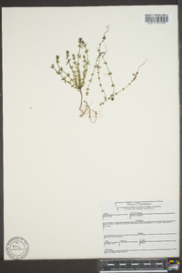 Galium virgatum image