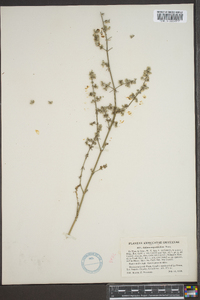 Galium angustifolium image