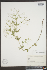 Galium arkansanum image