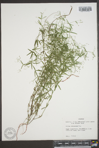 Galium arkansanum image