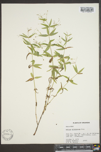 Galium arkansanum image