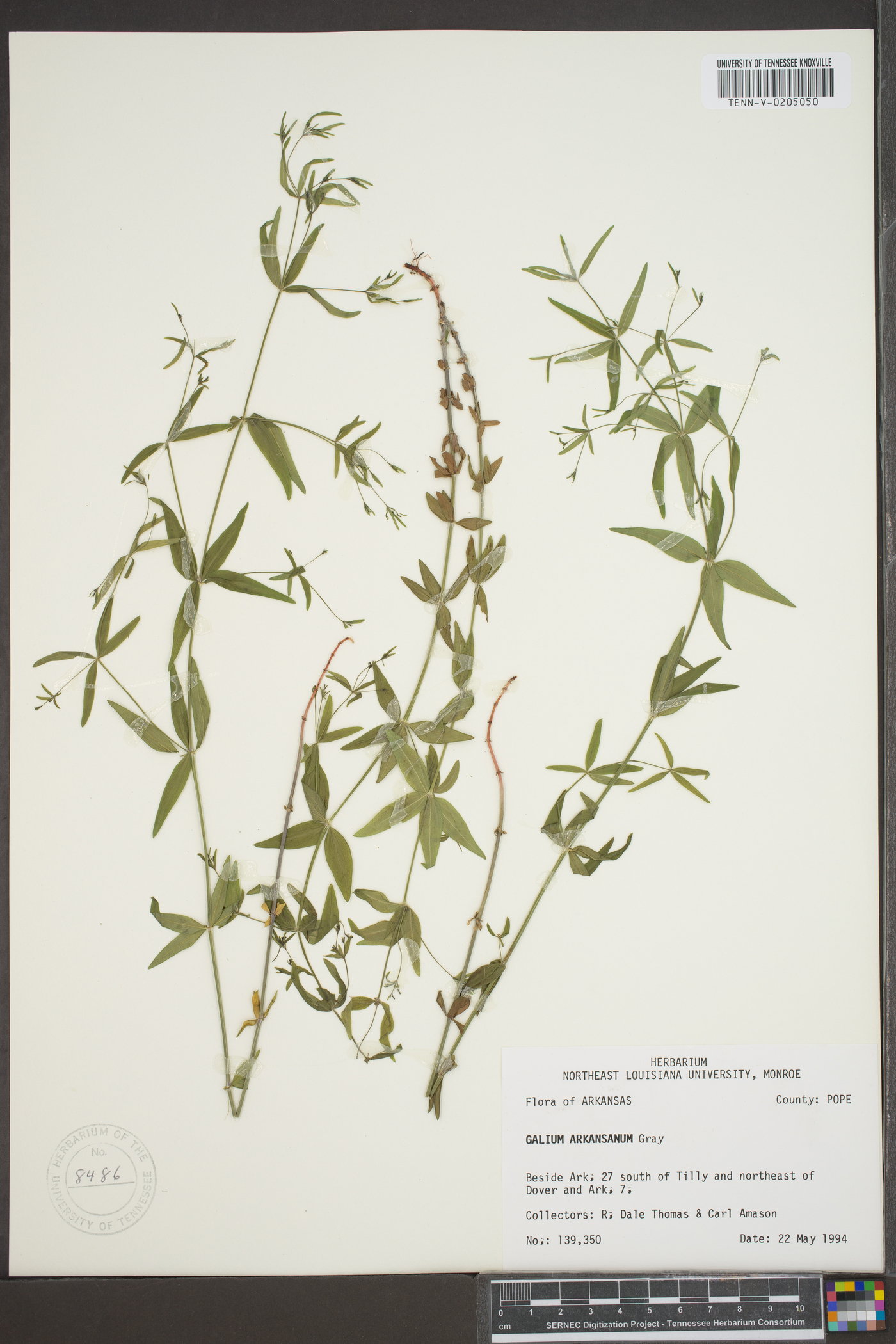 Galium arkansanum image