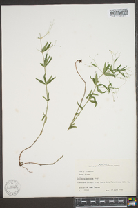 Galium arkansanum image