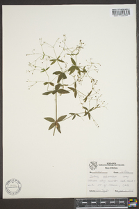 Galium arkansanum image