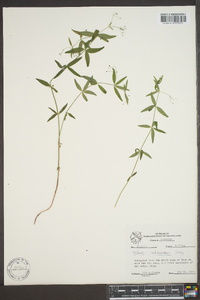 Galium arkansanum image