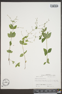 Galium circaezans image