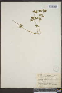 Galium circaezans var. circaezans image